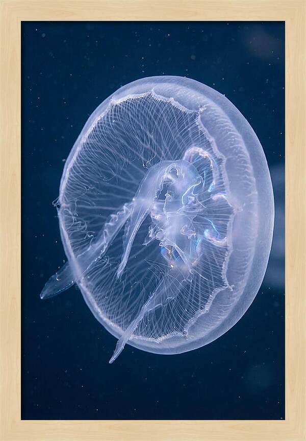 Translucent Jellyfish Elegance