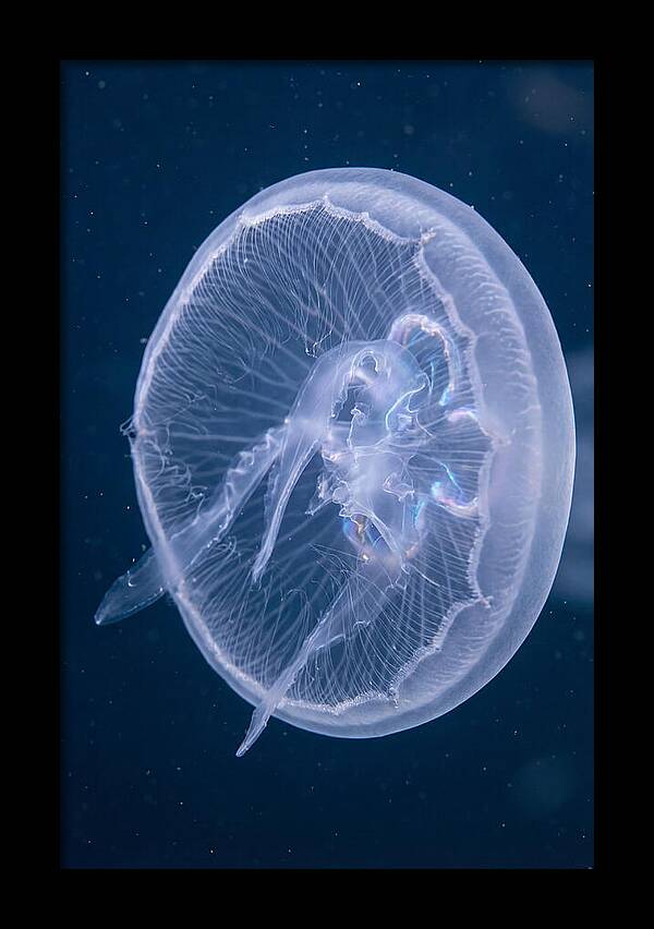 Translucent Jellyfish Elegance