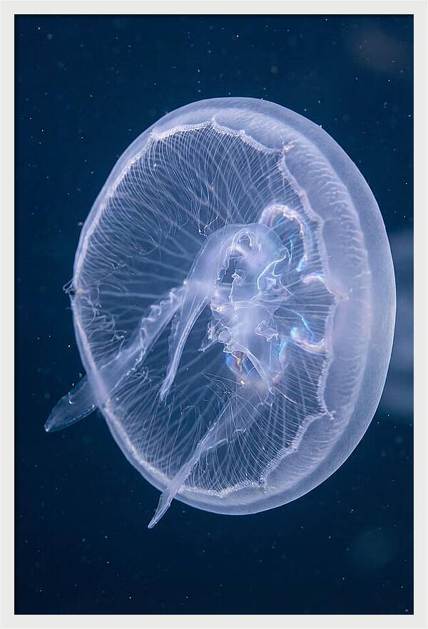 Translucent Jellyfish Elegance
