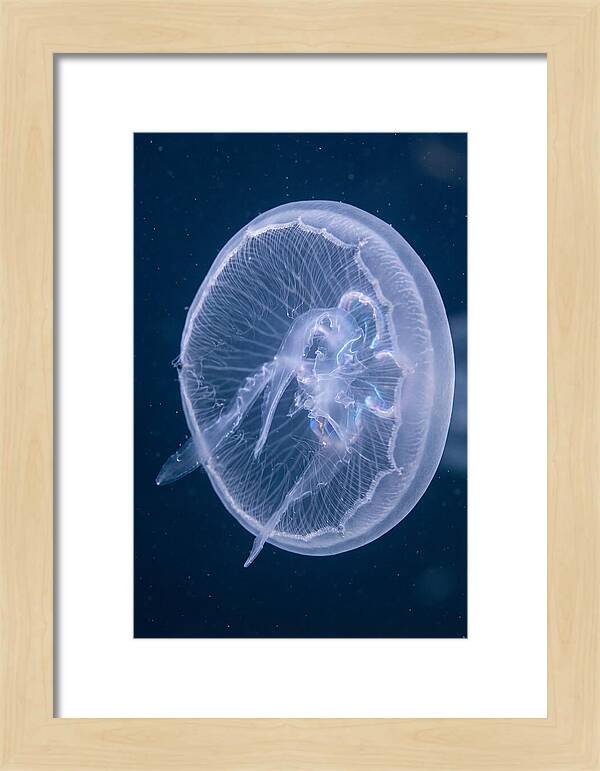 Translucent Jellyfish Elegance