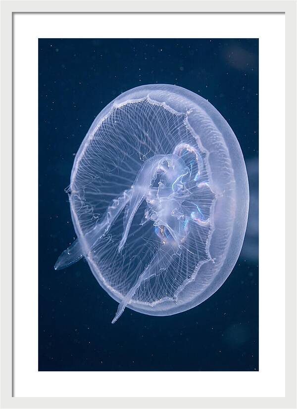 Translucent Jellyfish Elegance