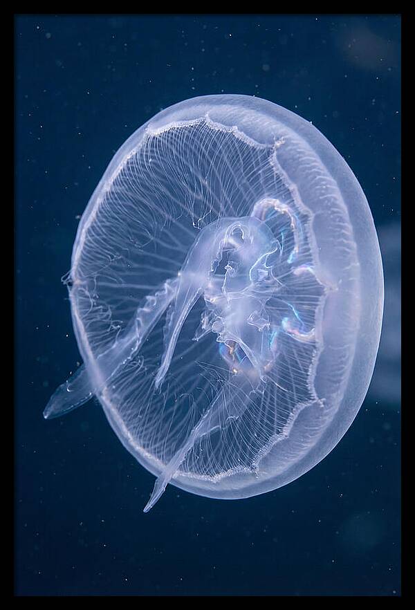 Translucent Jellyfish Elegance