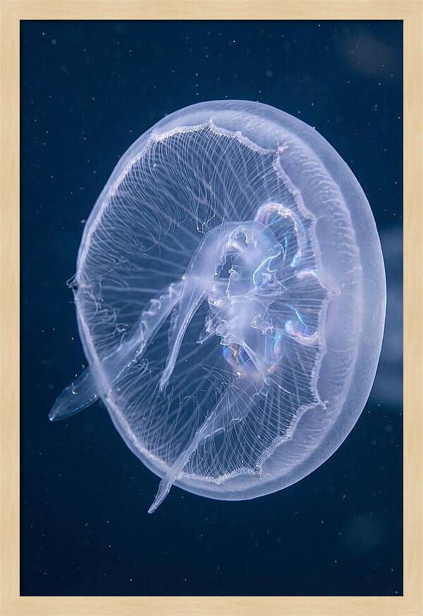 Translucent Jellyfish Elegance