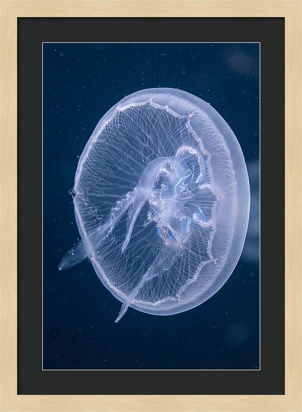 Translucent Jellyfish Elegance