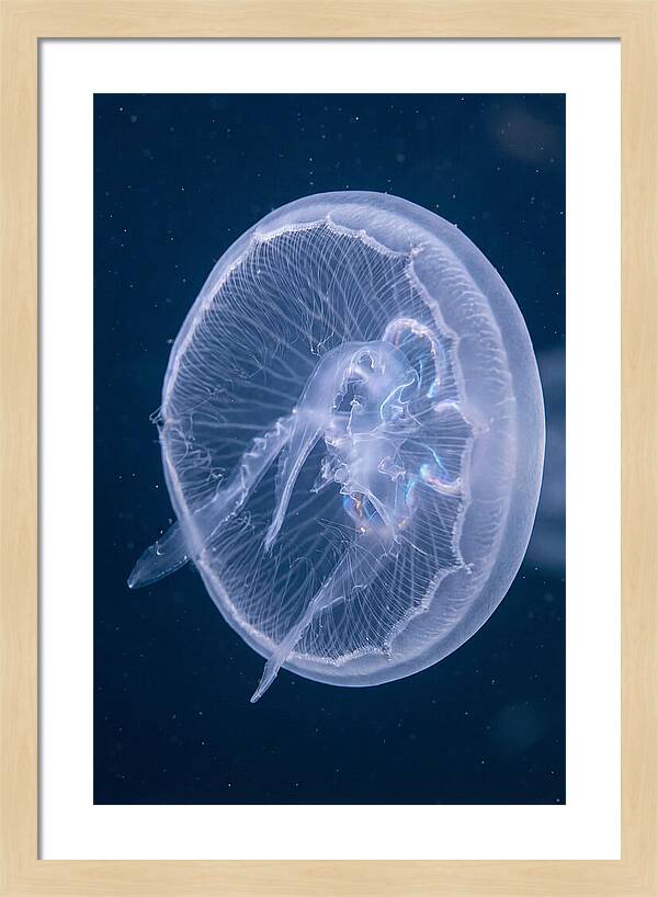 Translucent Jellyfish Elegance