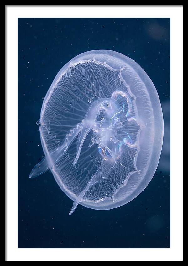 Translucent Jellyfish Elegance