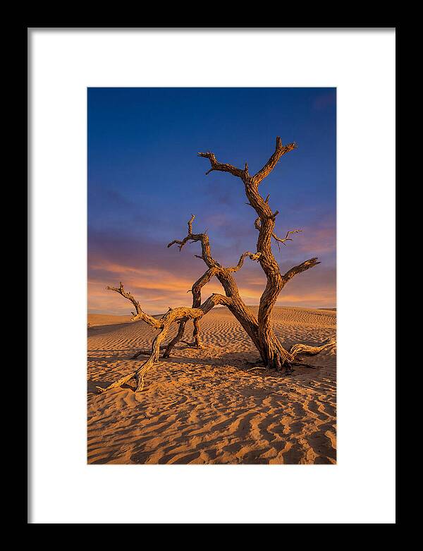 Tree Of Life At Golden Hour
