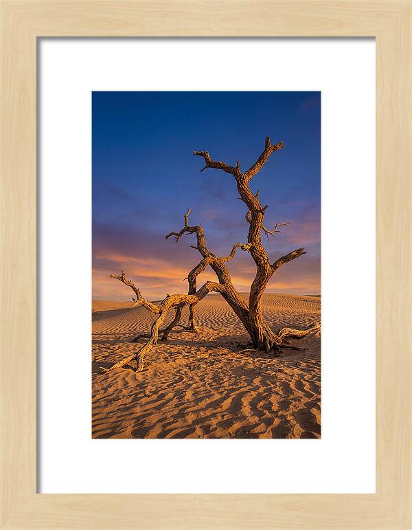 Tree Of Life At Golden Hour