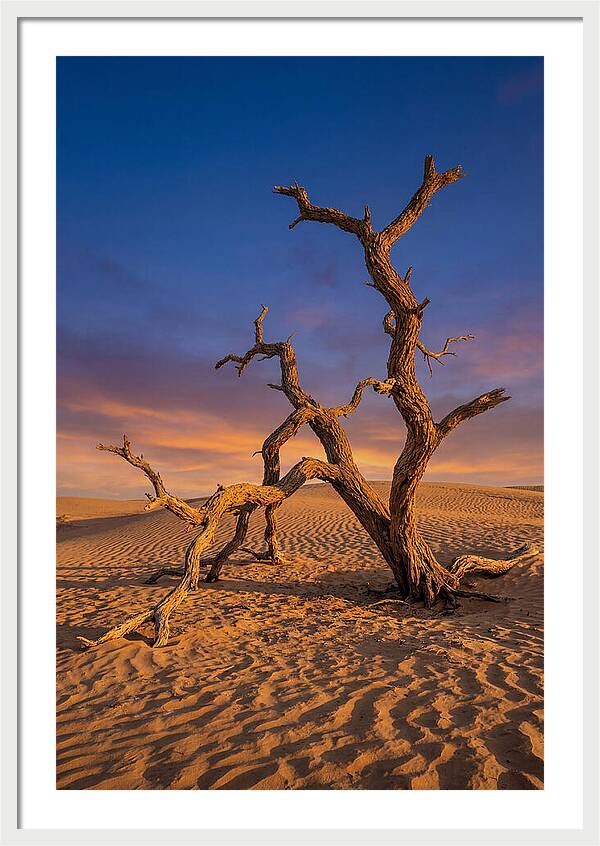 Tree Of Life At Golden Hour