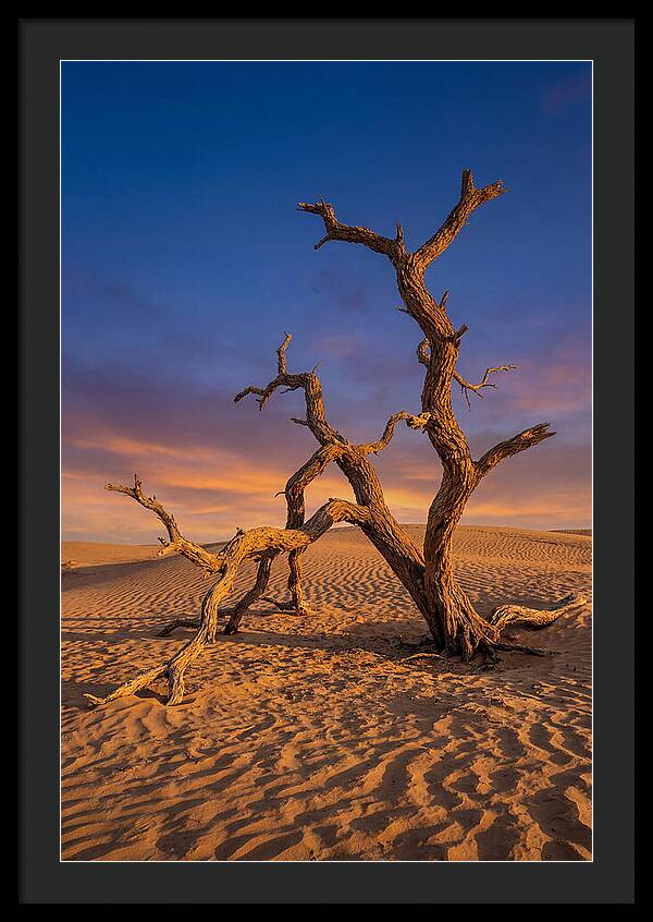 Tree Of Life At Golden Hour
