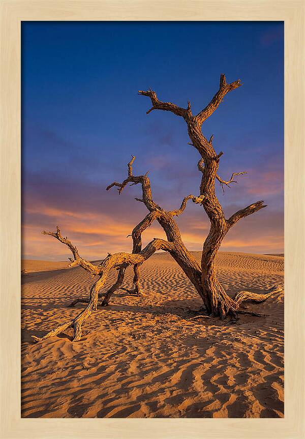 Tree Of Life At Golden Hour