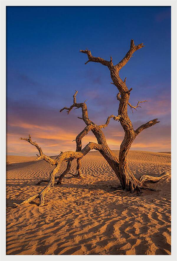 Tree Of Life At Golden Hour