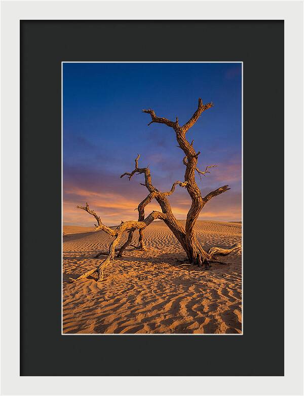 Tree Of Life At Golden Hour