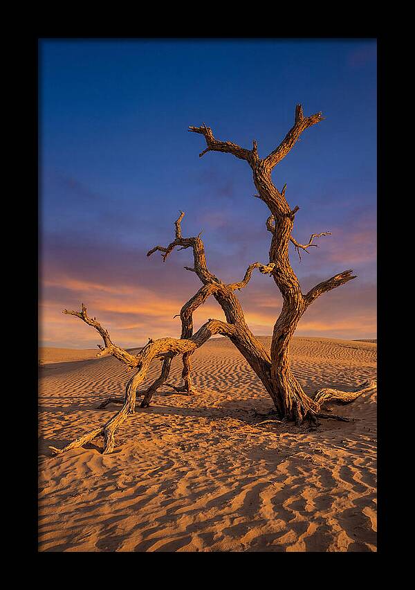 Tree Of Life At Golden Hour