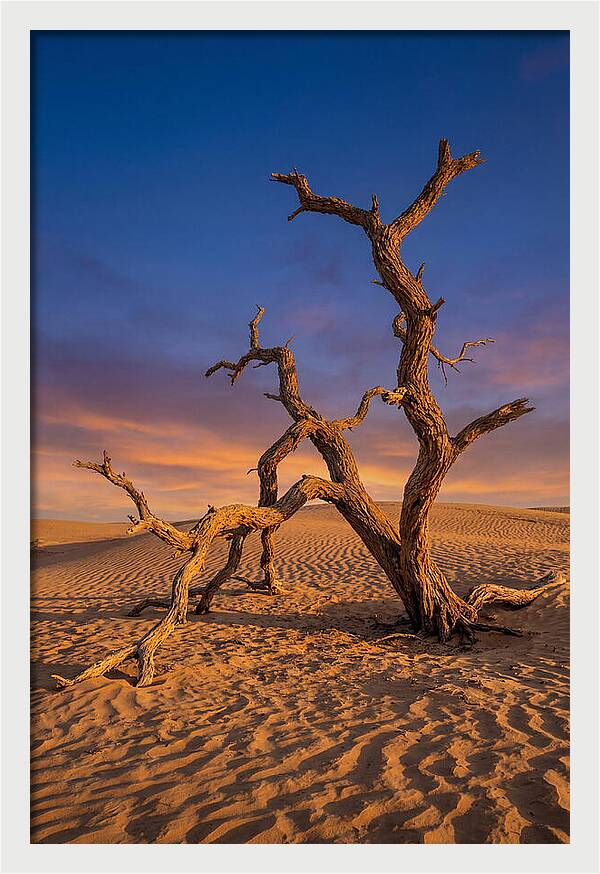 Tree Of Life At Golden Hour