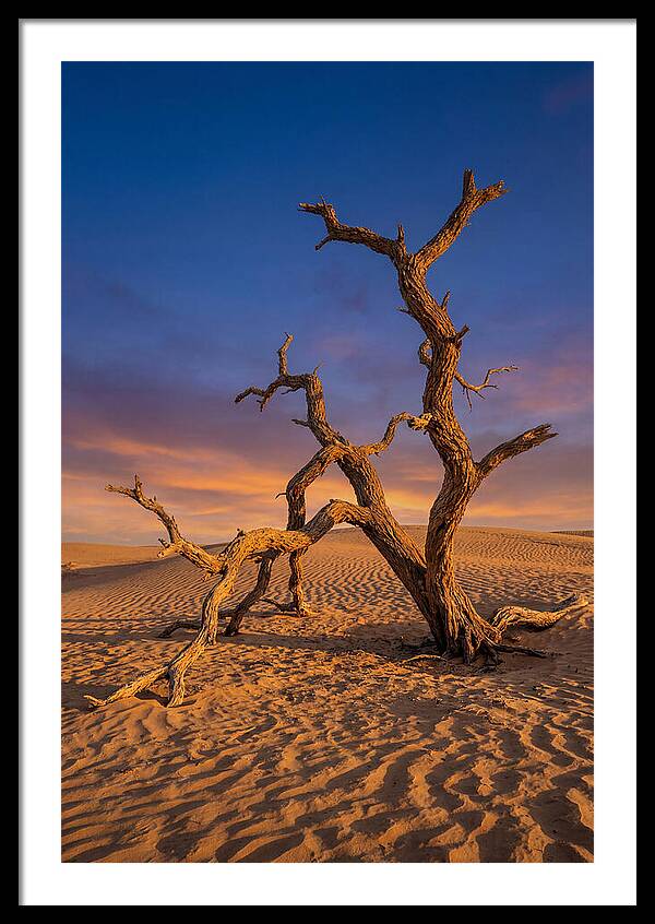Tree Of Life At Golden Hour