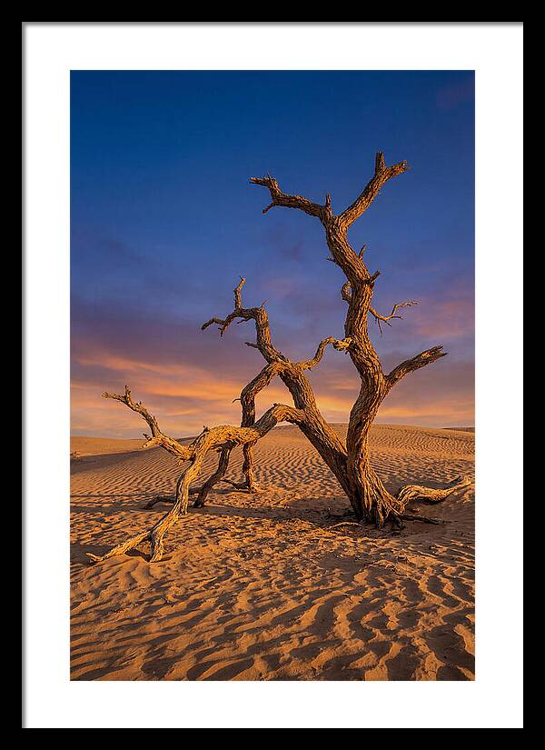 Tree Of Life At Golden Hour