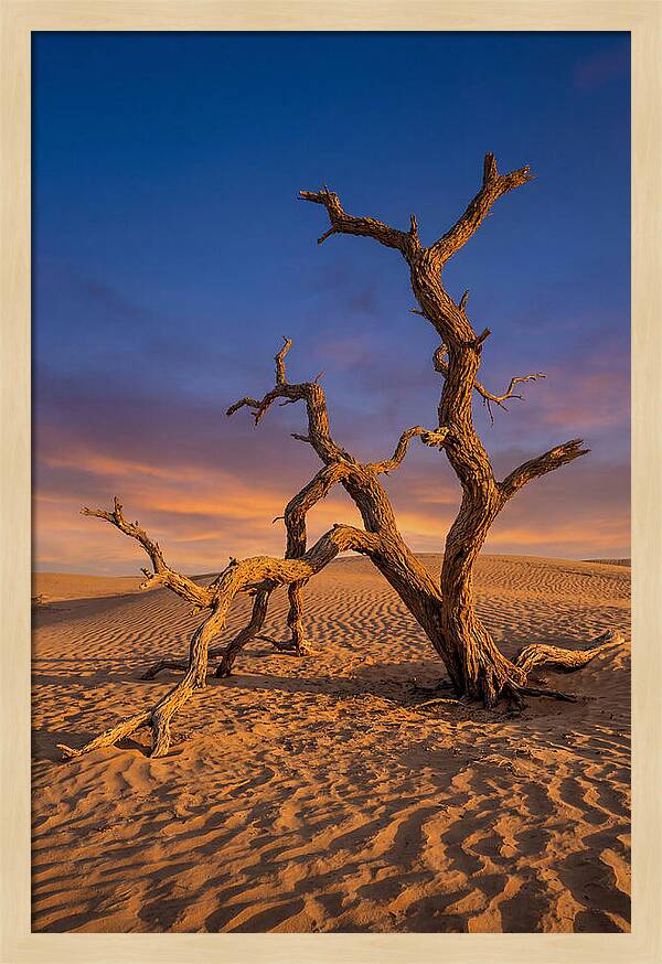 Tree Of Life At Golden Hour