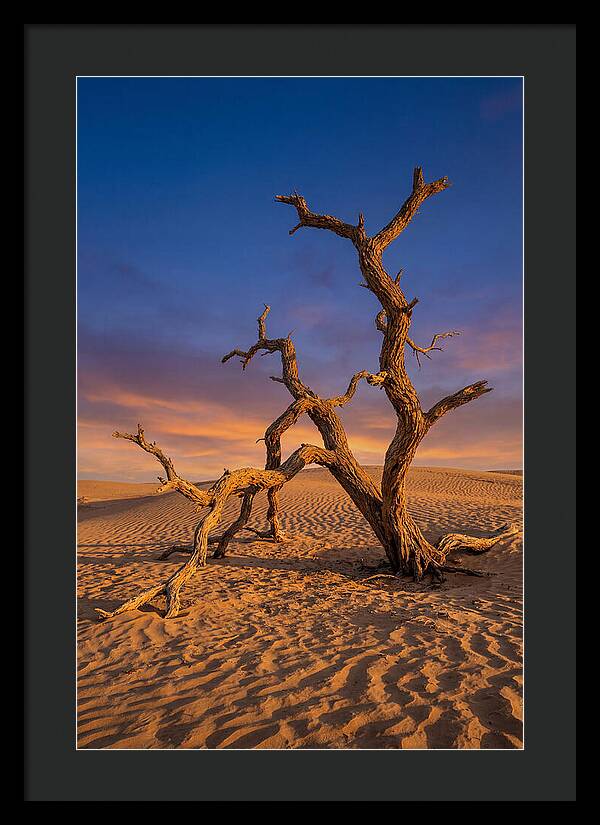 Tree Of Life At Golden Hour