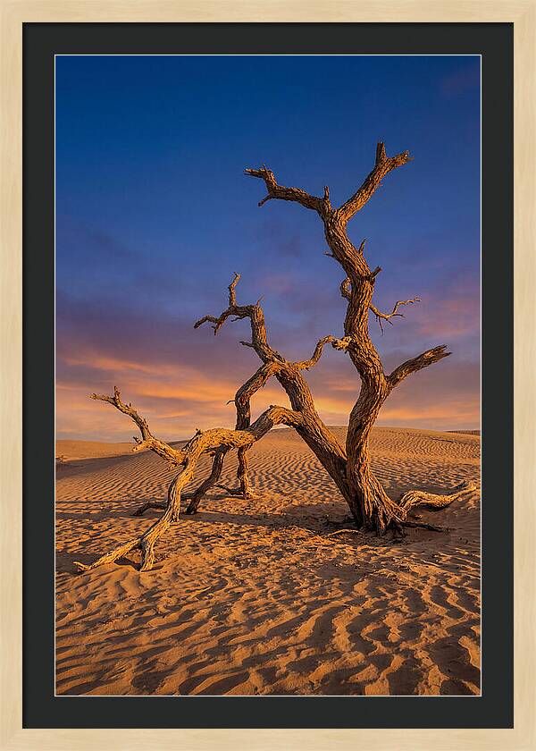 Tree Of Life At Golden Hour