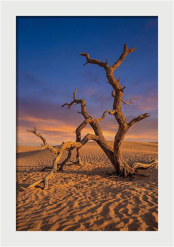 Tree Of Life At Golden Hour