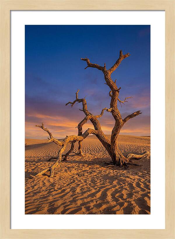 Tree Of Life At Golden Hour