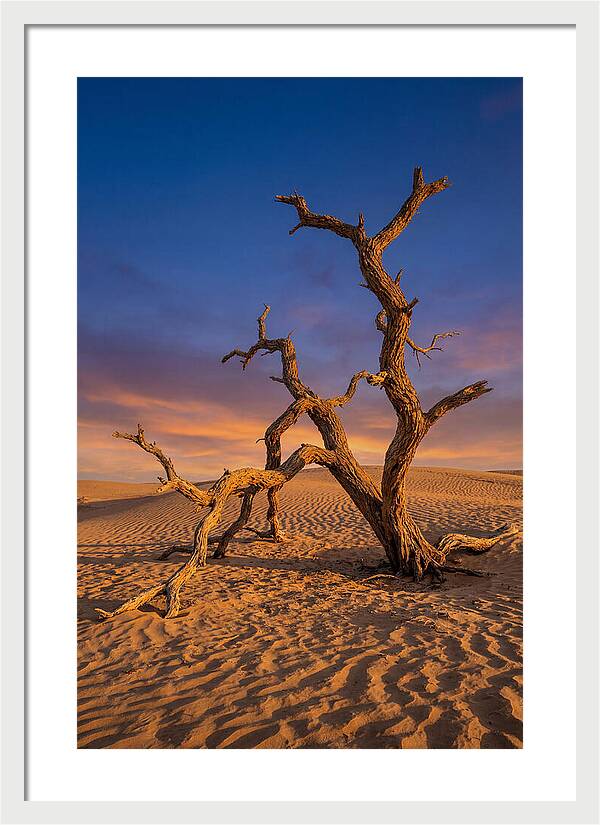 Tree Of Life At Golden Hour