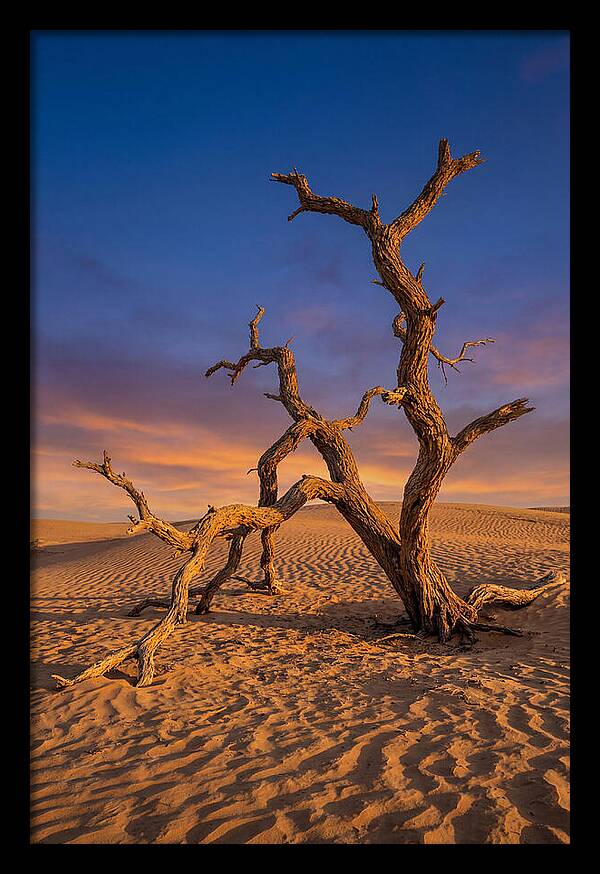 Tree Of Life At Golden Hour