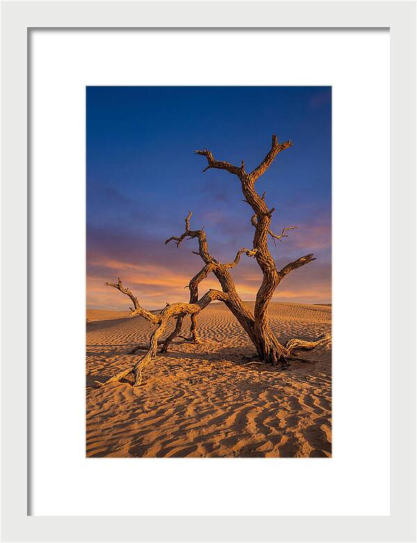 Tree Of Life At Golden Hour