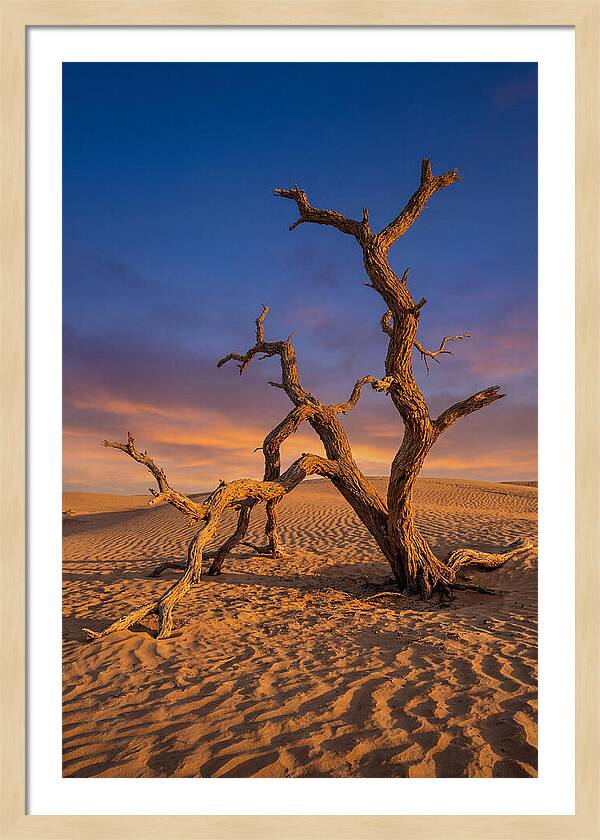 Tree Of Life At Golden Hour