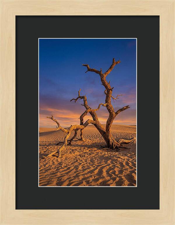 Tree Of Life At Golden Hour