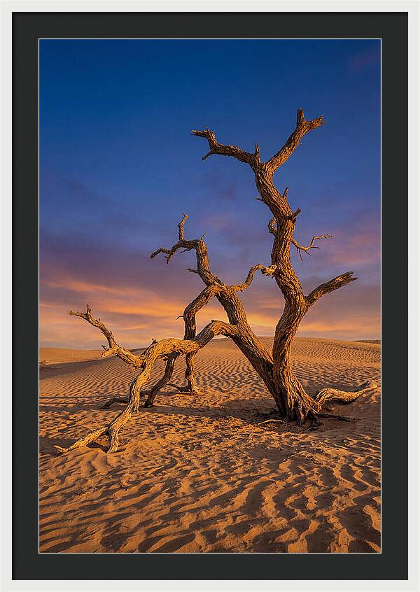 Tree Of Life At Golden Hour