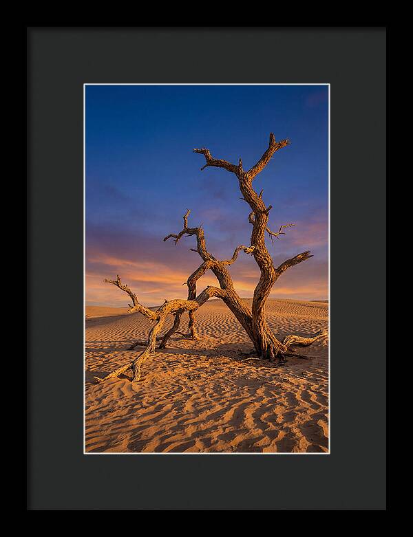 Tree Of Life At Golden Hour