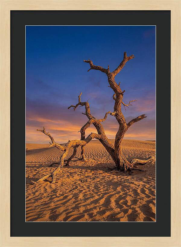 Tree Of Life At Golden Hour