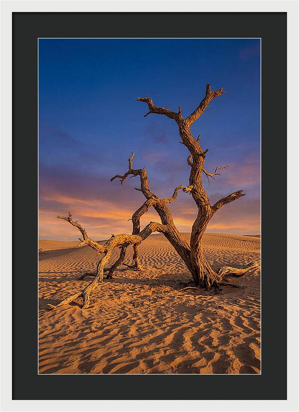 Tree Of Life At Golden Hour