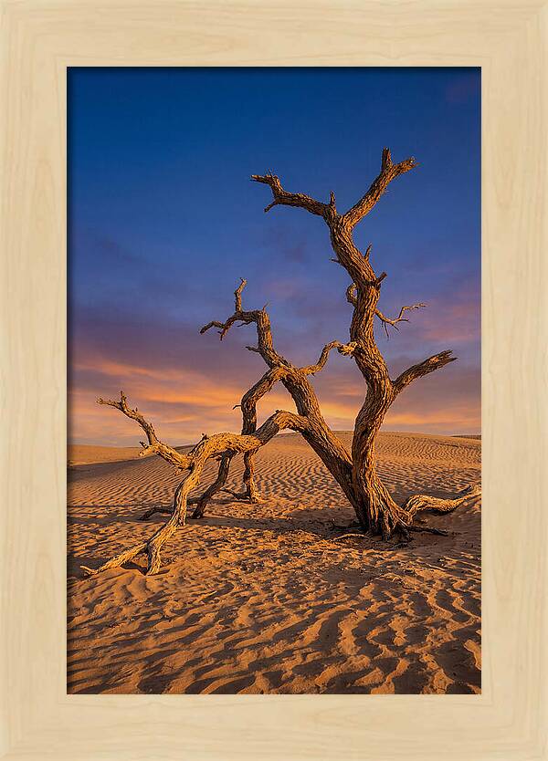 Tree Of Life At Golden Hour