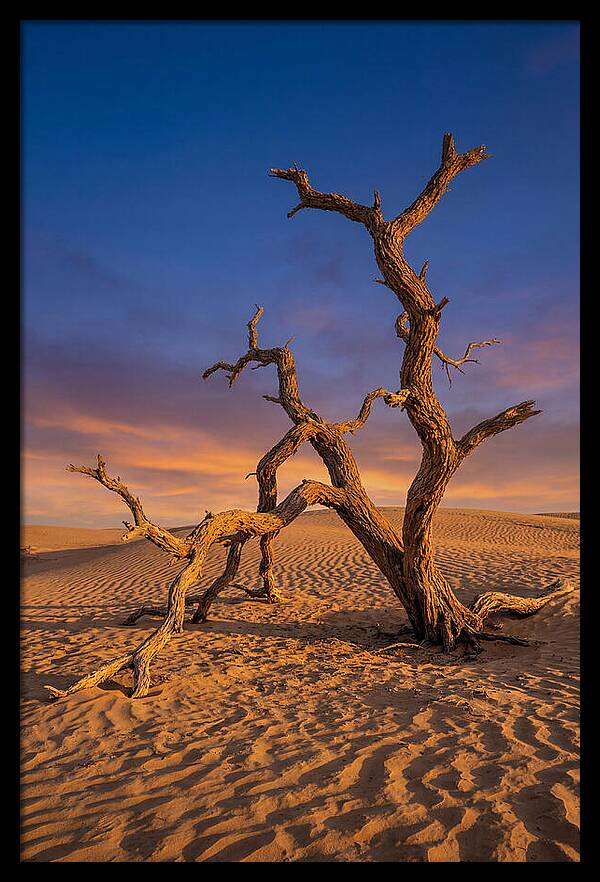Tree Of Life At Golden Hour