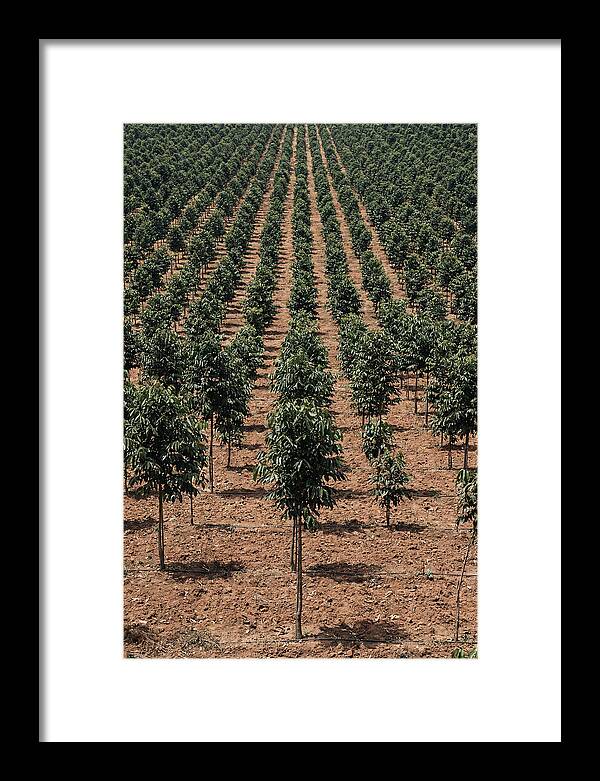 Tree Plantation Harmony