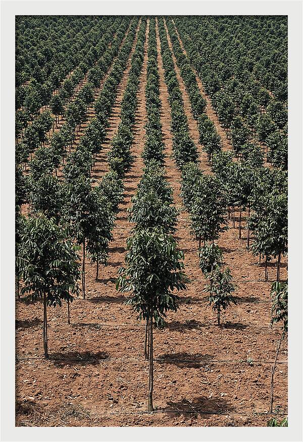 Tree Plantation Harmony