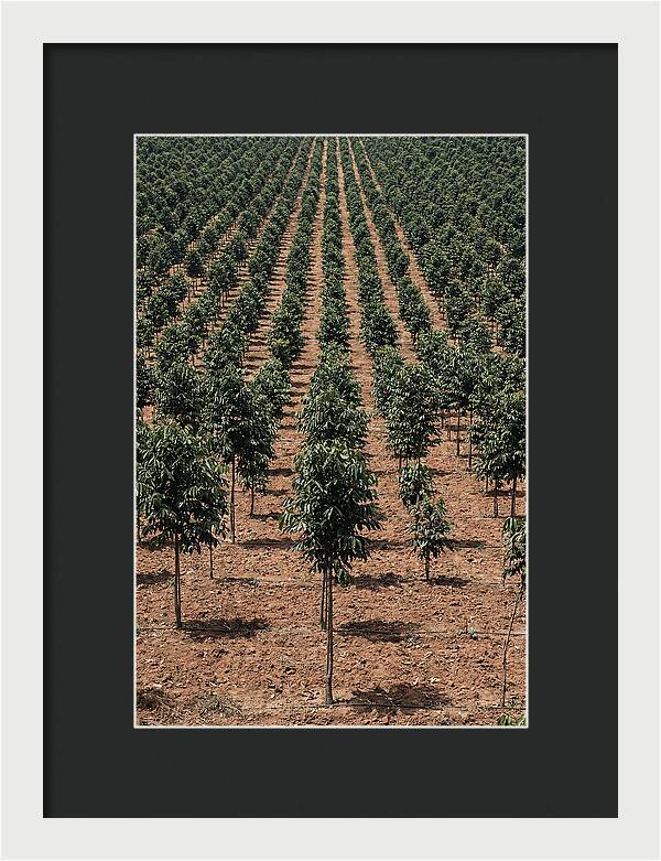 Tree Plantation Harmony