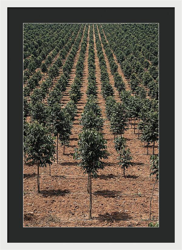 Tree Plantation Harmony