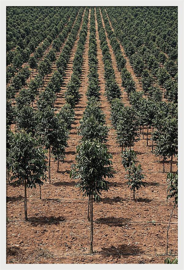 Tree Plantation Harmony