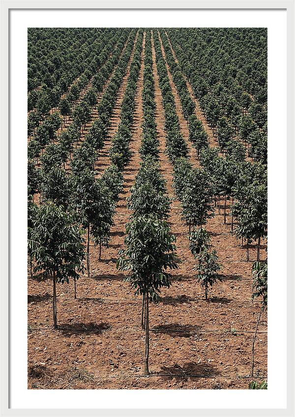 Tree Plantation Harmony
