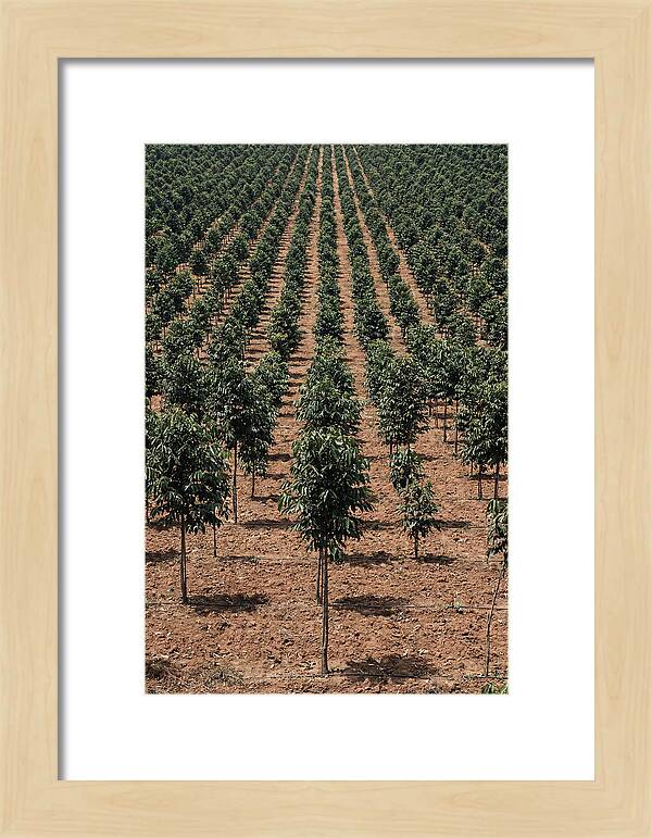 Tree Plantation Harmony