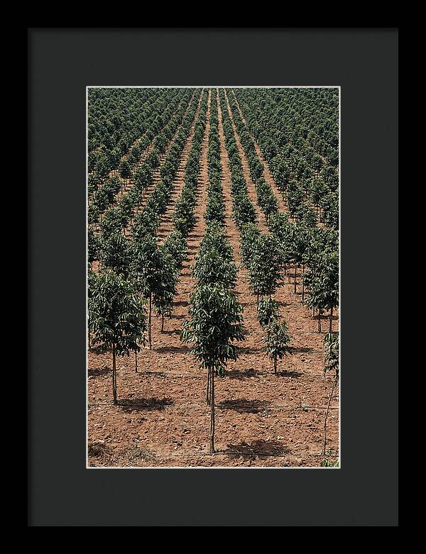 Tree Plantation Harmony
