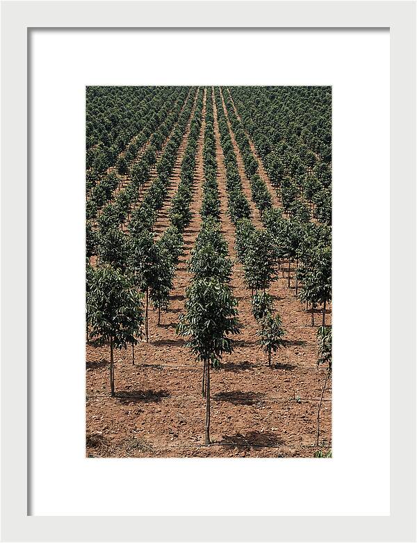 Tree Plantation Harmony