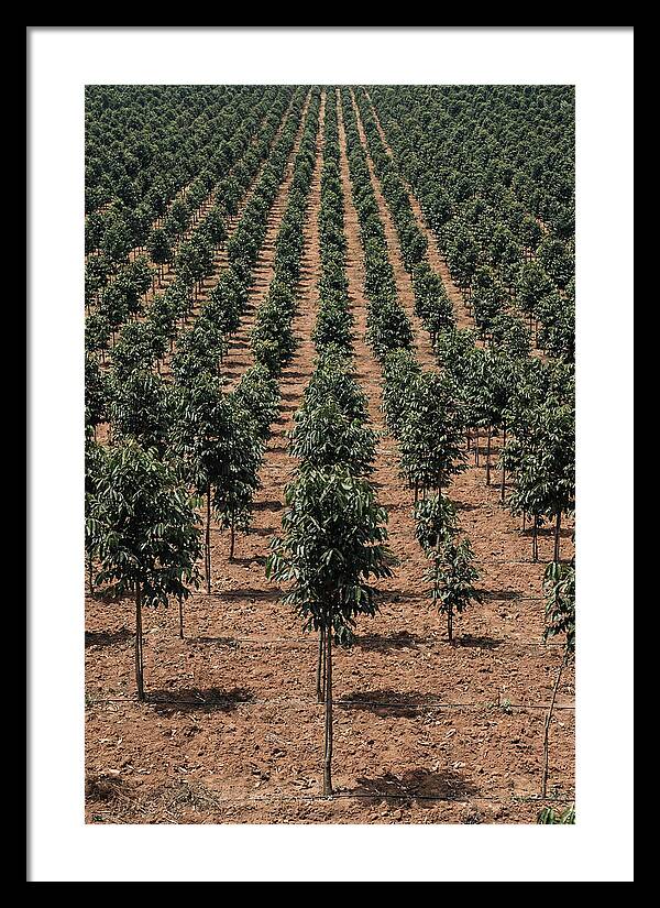 Tree Plantation Harmony
