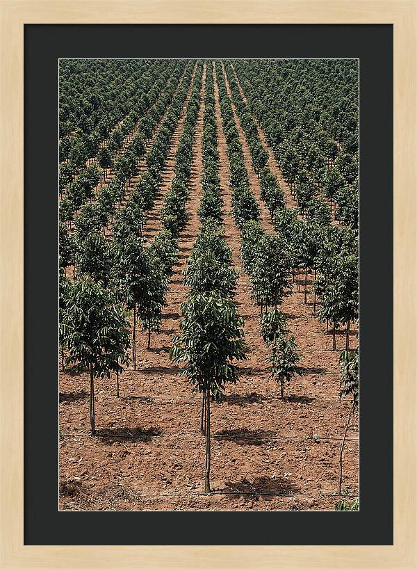 Tree Plantation Harmony