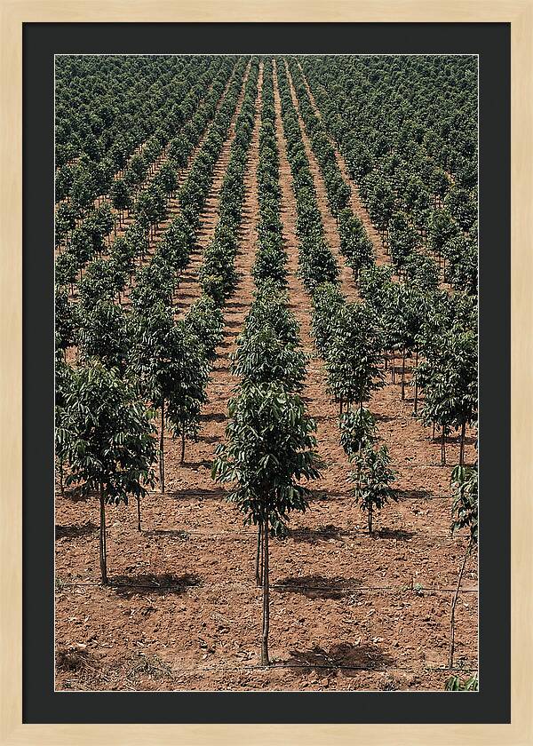 Tree Plantation Harmony