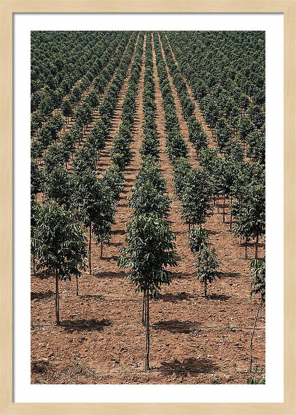 Tree Plantation Harmony